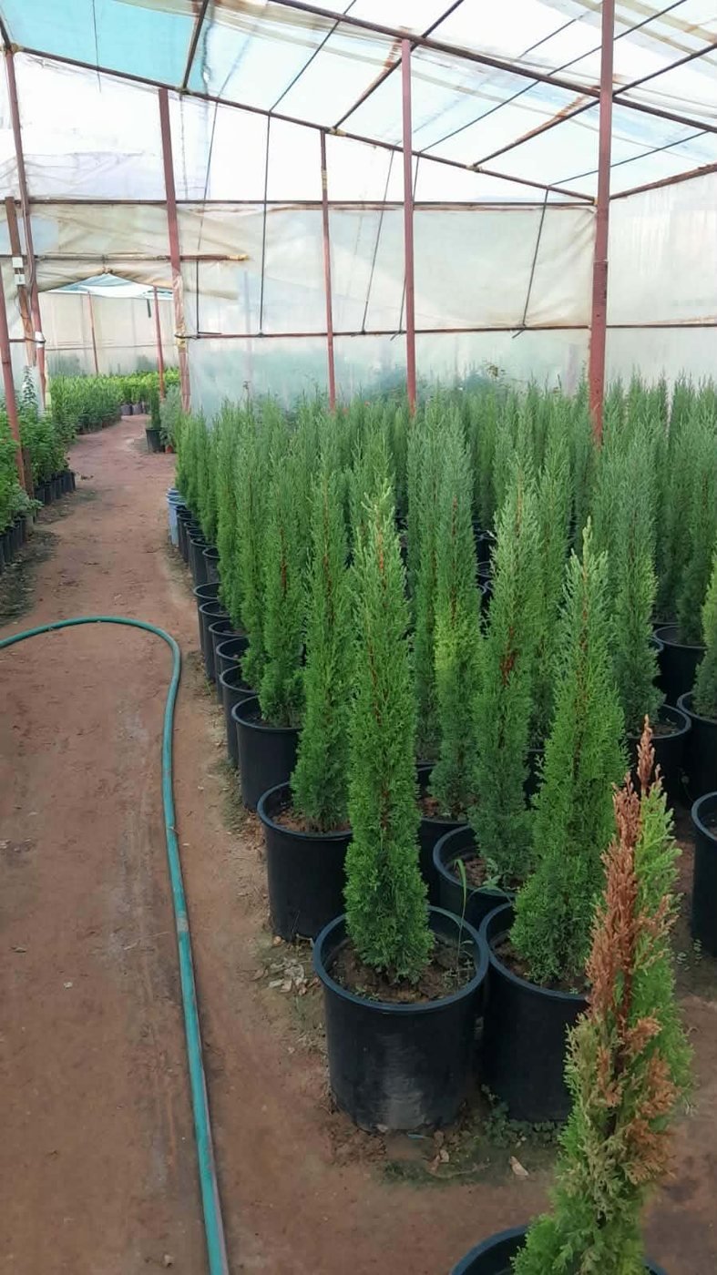 أشجار سرو زينة في أصص داخل بيت محمي بالمشتل